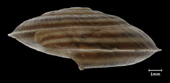 Media type: image;   Malacology 73674 Aspect: lateral